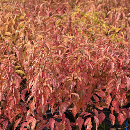 Cornus sanguinea 'Anny's Winter Orange' - Rode kornoelje met kluit