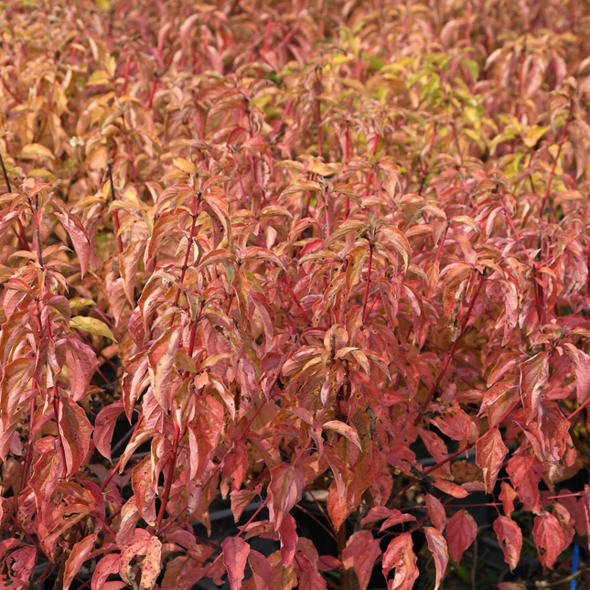 Cornus sanguinea 'Anny's Winter Orange' - Rode kornoelje met kluit