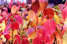Afbeelding in Gallery-weergave laden, Cornus sanguinea &#39;Anny&#39;s Winter Orange&#39; - Rode kornoelje met kluit
