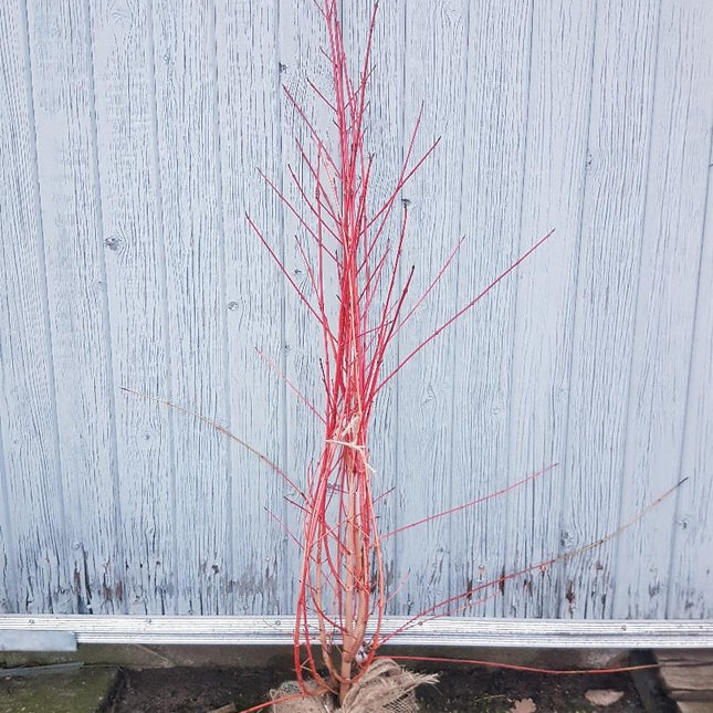 Cornus sanguinea 'Anny's Winter Orange' - Rode kornoelje met kluit