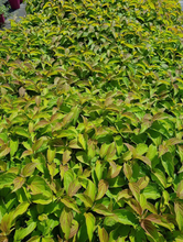 Afbeelding in Gallery-weergave laden, Cornus sericea &#39;Kelseyi&#39; - Rode kornoelje
