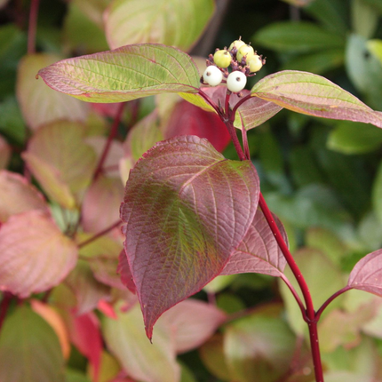 Cornus alba 'Sibirica' -  Siberische kornoelje in pot