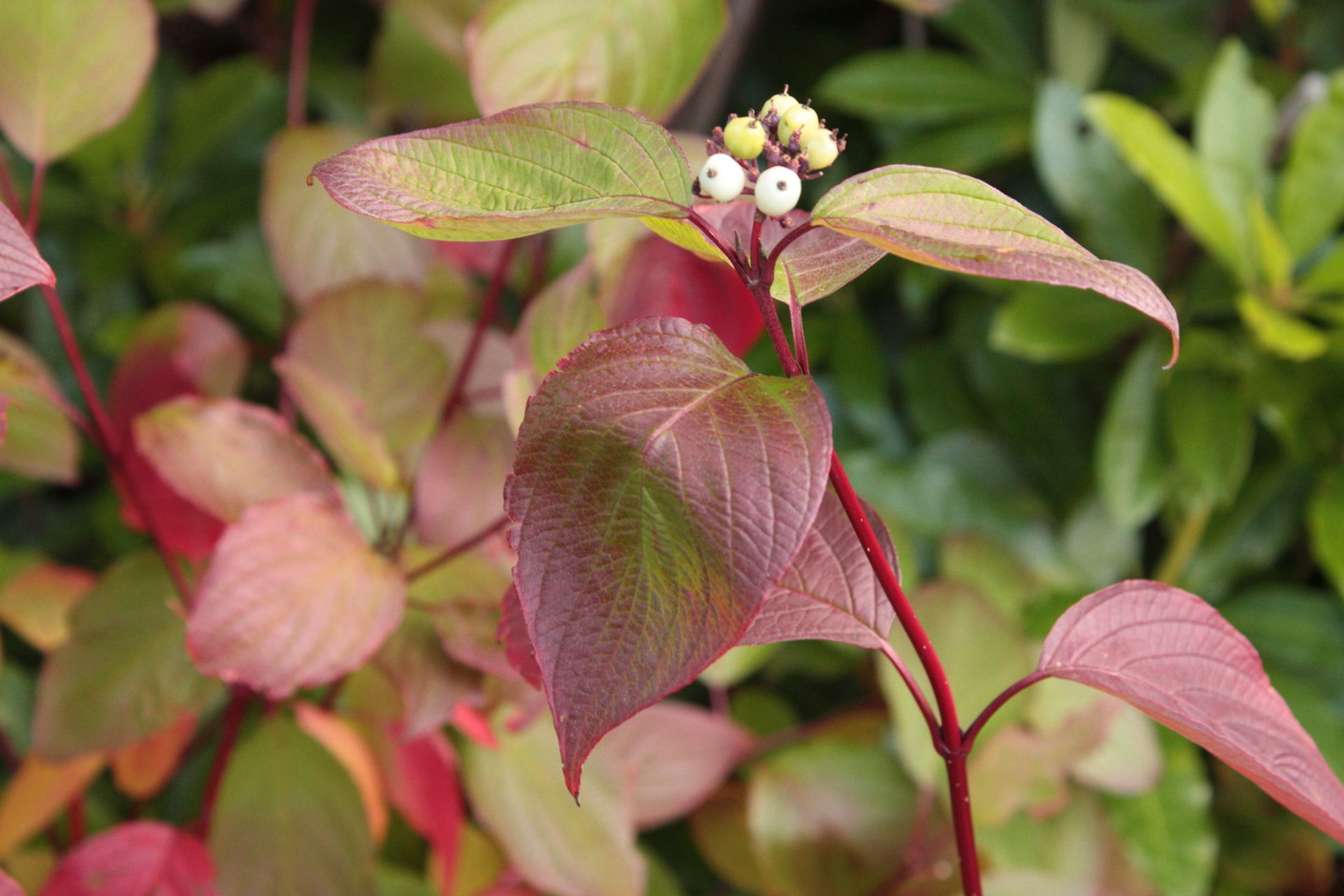 Cornus Alba Sibirica Siberische Kornoelje In Pot Tuinplantenloods Cornus Alba Sibirica Siberische Kornoelje In Pot Tuinplantenloods