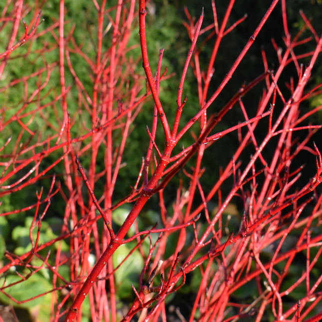 Cornus alba 'Sibirica' -  Siberische kornoelje blote wortel