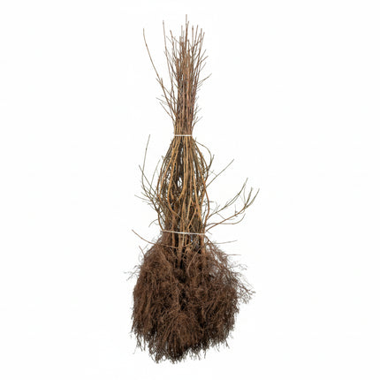 Bos blote wortel Cornus mas gele kornoelje, met kale takken als voorbeeld voor aanplant van een haag of solitair in de tuin.