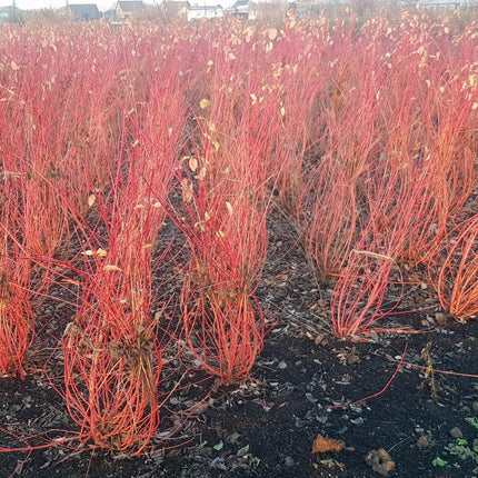 Cornus sanguinea 'Anny's Winter Orange' - Rode kornoelje met kluit