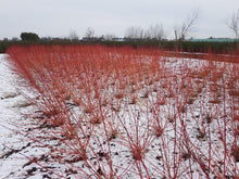 Afbeelding in Gallery-weergave laden, Cornus sanguinea &#39;Anny&#39;s Winter Orange&#39; - Rode kornoelje met kluit
