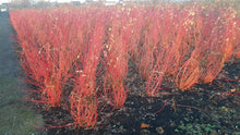 Afbeelding in Gallery-weergave laden, Cornus sanguinea &#39;Anny&#39;s Winter Orange&#39; - Rode kornoelje met kluit
