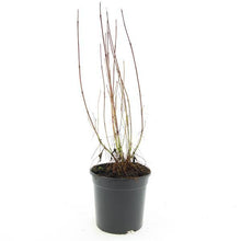 Afbeelding in Gallery-weergave laden, Cornus sericea &#39;Kelseyi&#39; - Rode kornoelje
