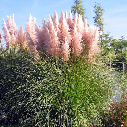 Cortaderia selloana 'Pink Feather' - Roze Pampasgras