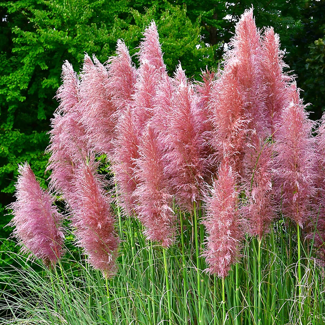 Cortaderia selloana 'Pink Feather' in bloei, met sierlijke roze pluimen boven smalle groene bladeren.