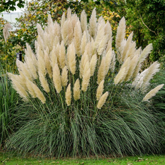 Collection image for: P9 planten