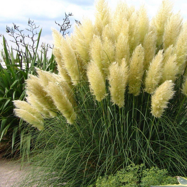 Cortaderia selloana 'White Feather' - Wit Pampasgras