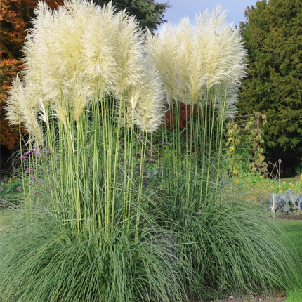 Cortaderia selloana 'White Feather' - Wit Pampasgras