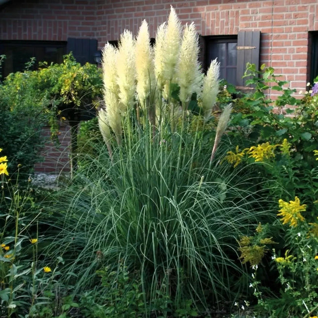 Cortaderia in bloei met mooie crème witte pluimen