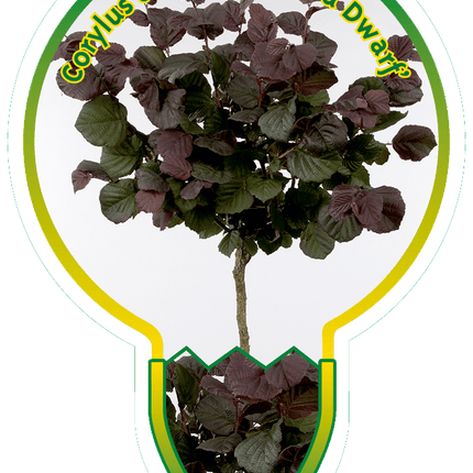 Corylus avellana 'Anny's Red Dwarf' - Dwerghazelaar op stam