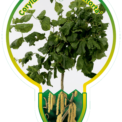 Corylus avellana 'Contorta' -  Krulhazelaar op stam