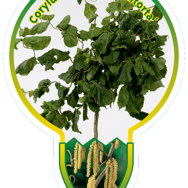 Corylus avellana 'Contorta' -  Krulhazelaar op stam