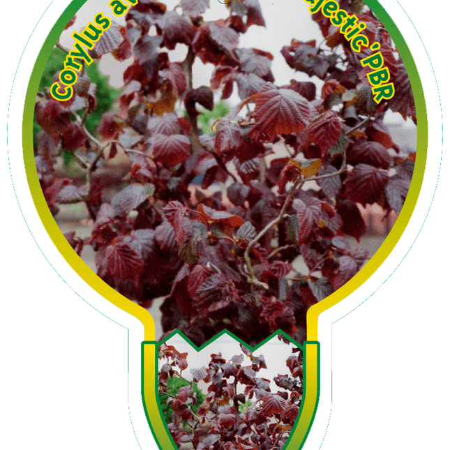 Corylus 'Red Majestic' -  Rode Hazelaar op stam