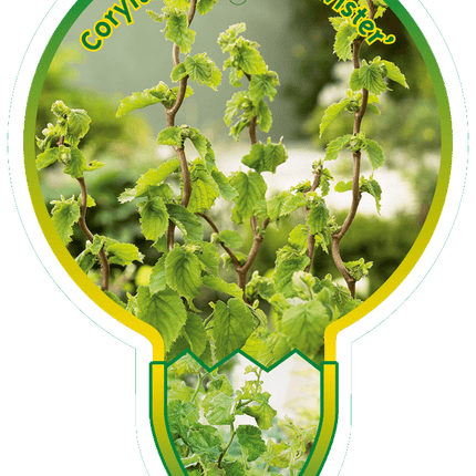 Corylus avellana 'Twister' -  Krulhazelaar op stam