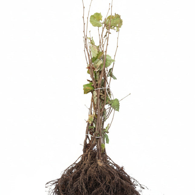 Corylus avellana met blote wortel