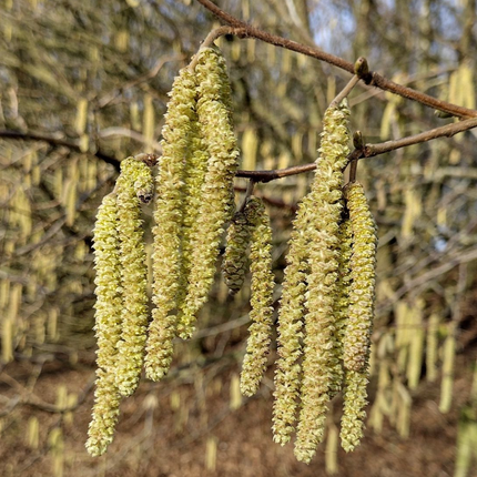 Katjes van Corylus avellana in najaar