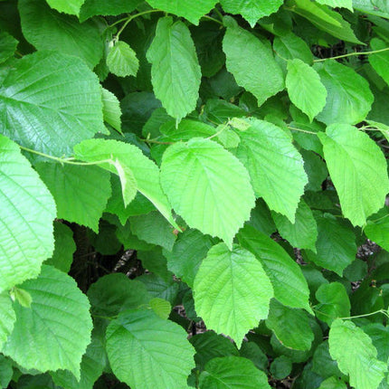 Corylus avelana