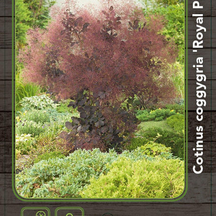 Cotinus coggygria 'Royal Purple' - Pruikenboom