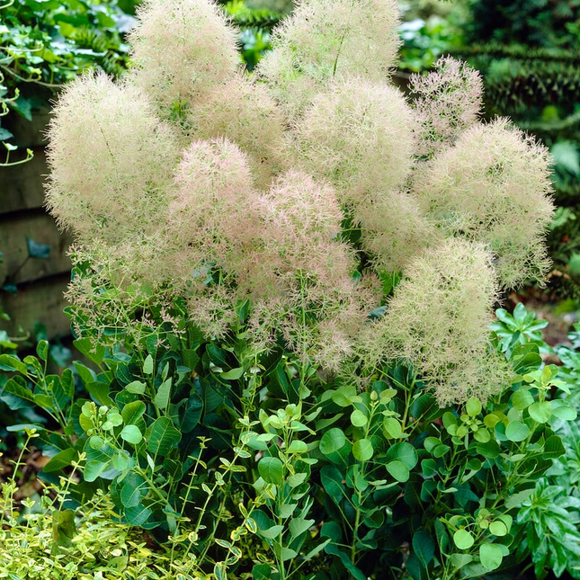 Cotinus coggygria 'Young Lady' - Pruikenboom