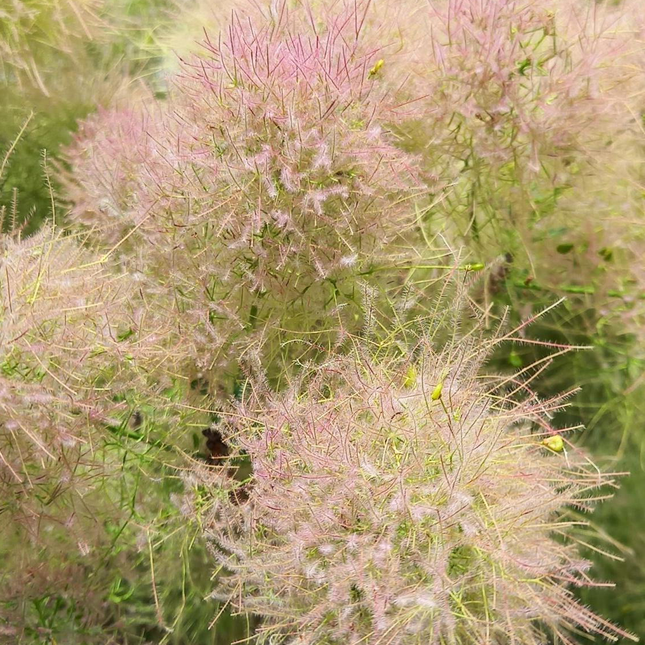 Cotinus coggygria 'Young Lady' - Pruikenboom
