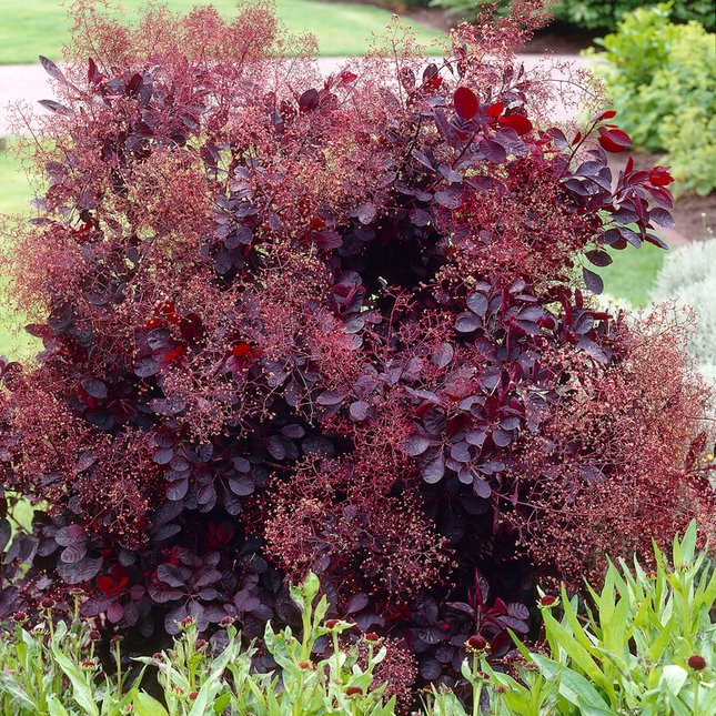 Cotinus coggygria 'Royal Purple' - Pruikenboom