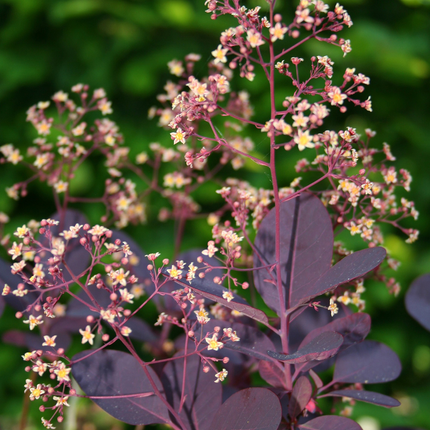 Cotinus coggygria 'Royal Purple' - Pruikenboom
