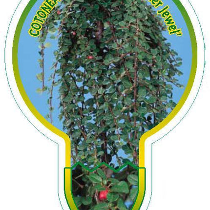 Cotoneaster dammeri 'Winter Jewel' - Winter Jewel Cotoneaster op stam