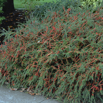 Cotoneaster horizontalis - Dwergmispel