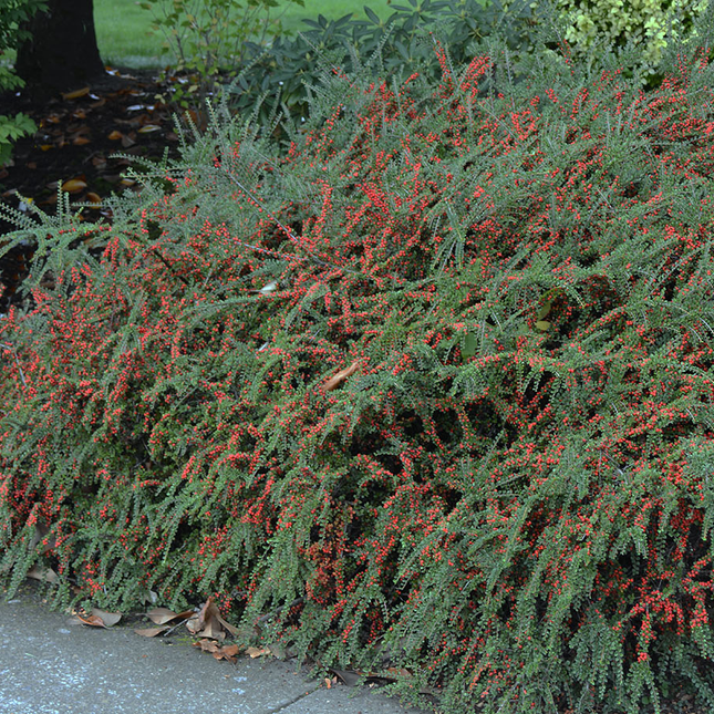 Cotoneaster horizontalis - Dwergmispel
