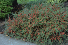 Afbeelding in Gallery-weergave laden, Cotoneaster horizontalis - Dwergmispel
