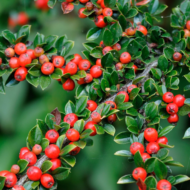 Cotoneaster horizontalis - Dwergmispel