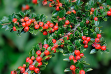 Afbeelding in Gallery-weergave laden, Cotoneaster horizontalis - Dwergmispel
