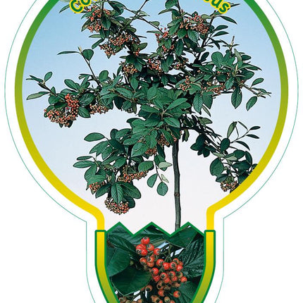 Cotoneaster lacteus - Melige Dwergmispel op stam