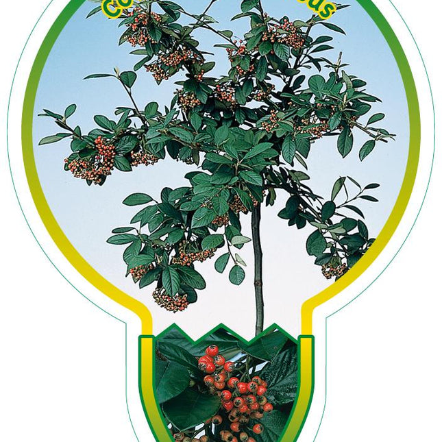 Cotoneaster lacteus - Melige Dwergmispel op stam