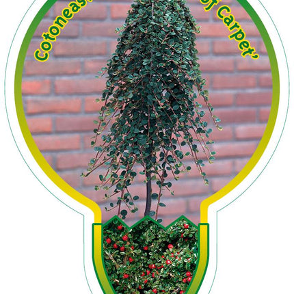 Cotoneaster procumbens 'Queen of Carpets' - Koningin der Tapijten op stam