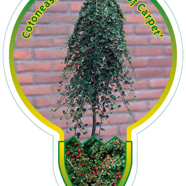 Cotoneaster procumbens 'Queen of Carpets' - Koningin der Tapijten op stam