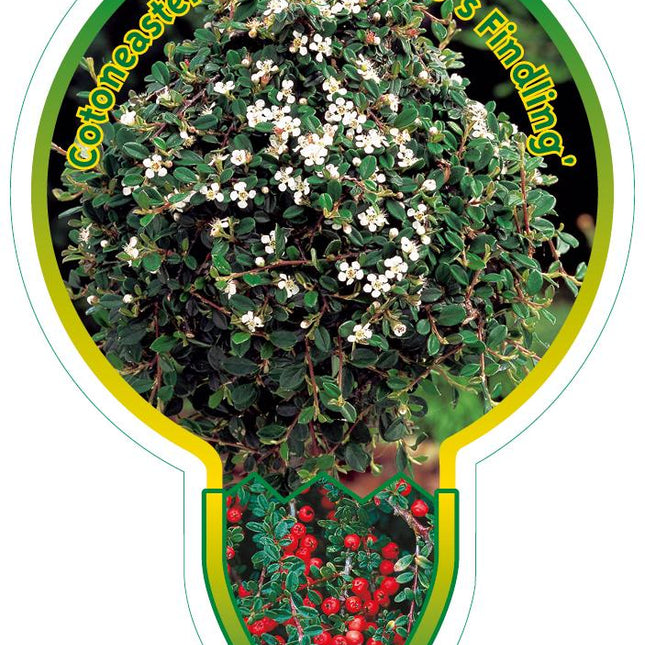 Cotoneaster procumbens 'Streib's Findling' - Dwergmispel op stam
