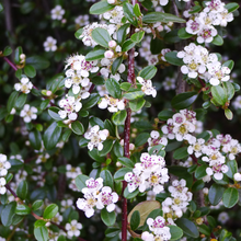 Afbeelding in Gallery-weergave laden, Cotoneaster procumbens &#39;Queen of Carpets&#39; - Dwergmispel
