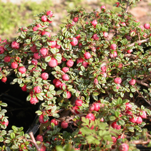 Cotoneaster procumbens 'Streib's Findling' - Dwergmispel
