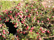 Afbeelding in Gallery-weergave laden, Cotoneaster procumbens &#39;Streib&#39;s Findling&#39; - Dwergmispel
