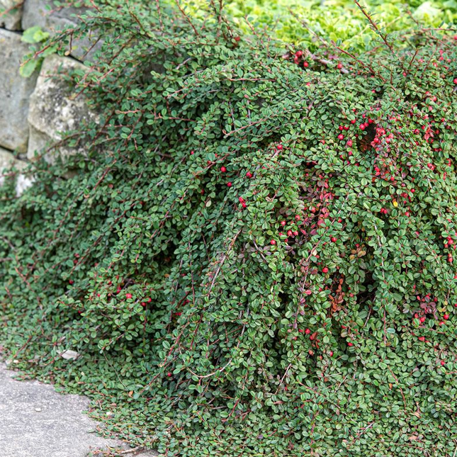 Cotoneaster procumbens 'Streib's Findling' - Dwergmispel