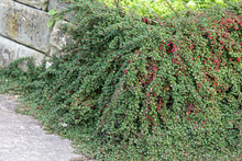 Afbeelding in Gallery-weergave laden, Cotoneaster procumbens &#39;Streib&#39;s Findling&#39; - Dwergmispel

