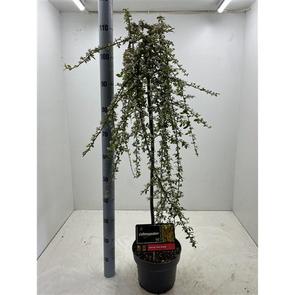 Cotoneaster suec. 'Coral Beauty' - Dwergmispel op stam