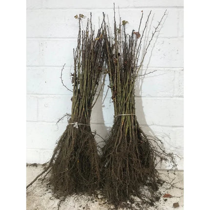 Losstaande bos Crataegus monogyna meidoornhaag met blote wortels, doornige takken en geschikt voor het aanplanten van een dichte haag.